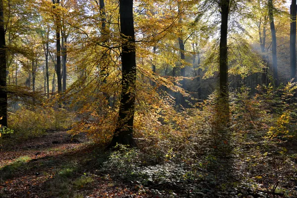 [Balade nature] Exploration de la forêt d'Arques