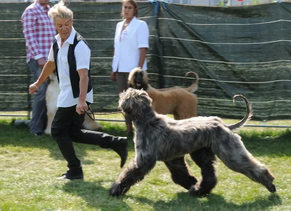 [Exposition Canine]