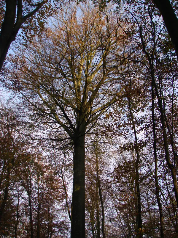 [Sortie nature] Faune, flore et Géant de la forêt d'Arques