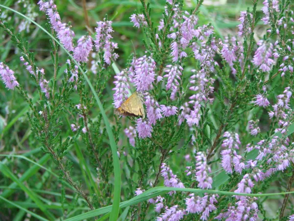 [4èmes rencontres de la Biodiversité]