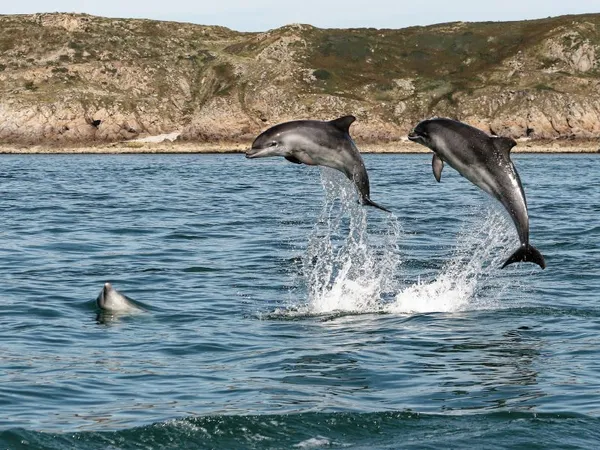 Café-patrimoine « Les mammifères marins de la mer de la Manche » par Maïlys Baudoint