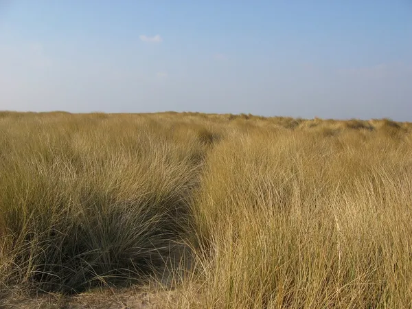 Sortie nature : Les dunes, en soirée