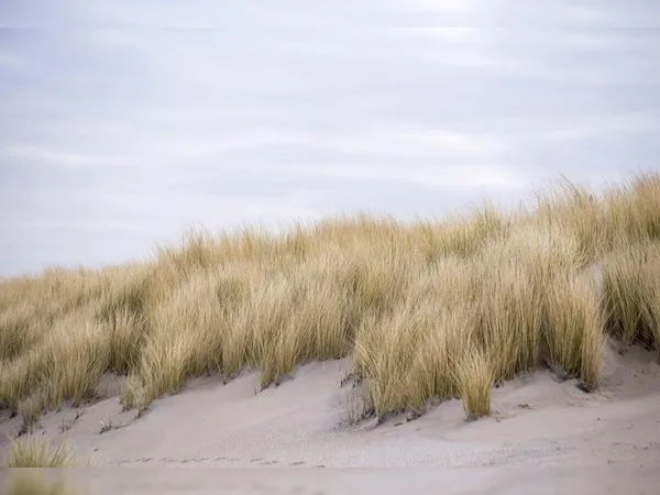 Randonnée pédestre commentée - 10e anniversaire du sentier des dunes d’Annoville