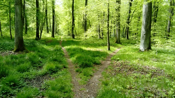 [Sortie Nature] Ecoutez la forêt d'Arques