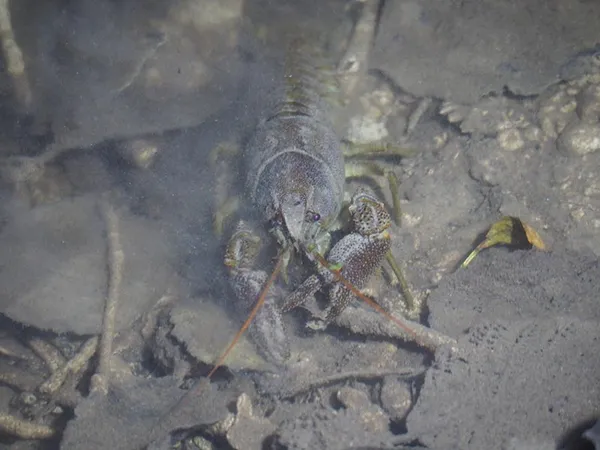 Sortie nature - Un homard dans la Rouvre ?