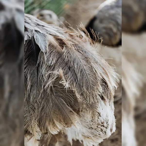 Empreintes, les animaux laissent leur trace