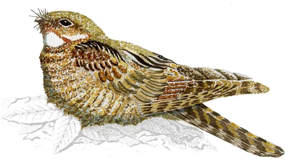 Engoulevent, oiseau-esprit du crépuscule