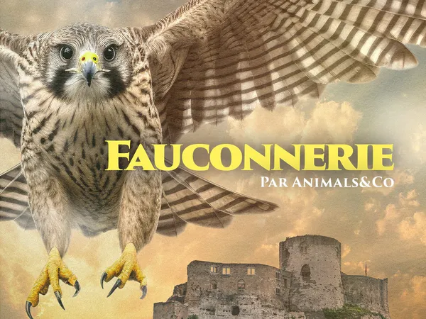 Château Gaillard : initiation à la fauconnerie - DERNIERES PLACES !