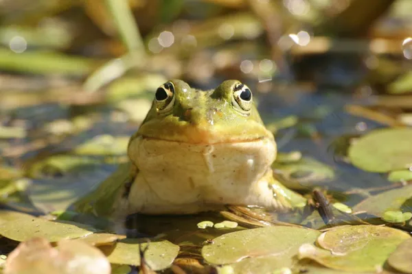 Fréquence grenouille
