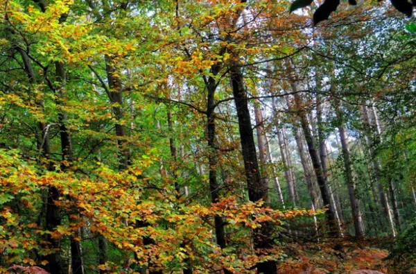 [Visite commentée] Tous en forêt !