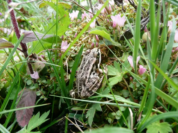 Balade nature : Découverte des insectes et autres petites bêtes
