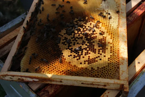 Visite découverte du conservatoire de l'abeille noire