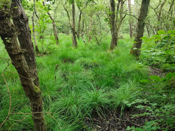 [Balade nature] Terre et Mer autour du Bois des Communes