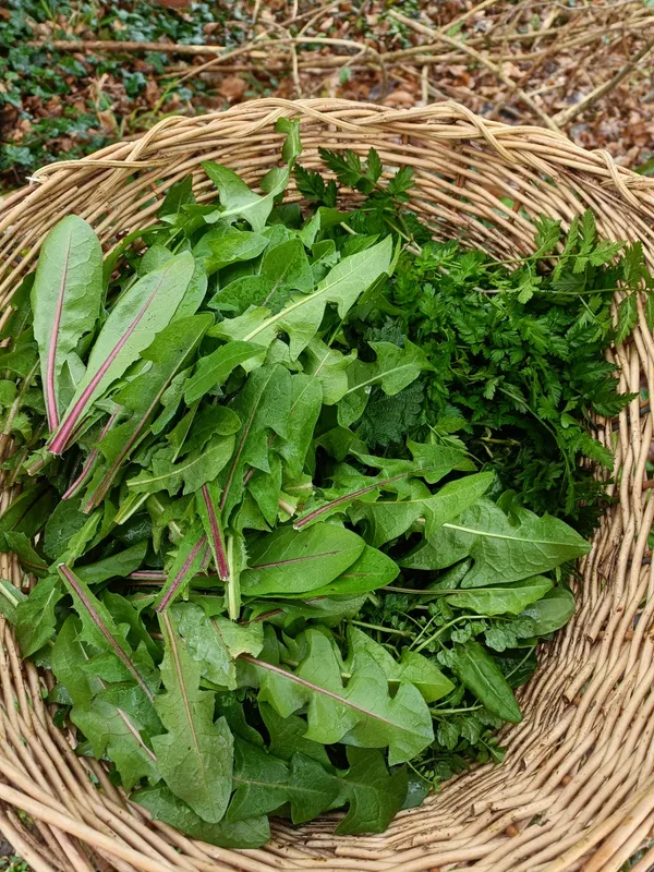 Balade découverte végétale et gourmande