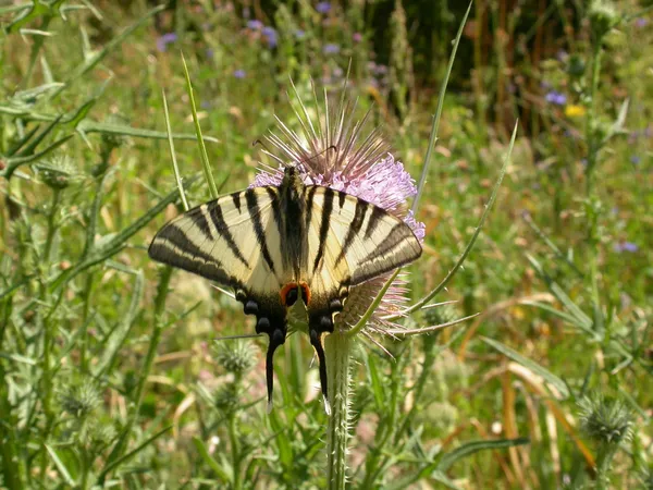 Balade nature : Papillonnages à Montormel