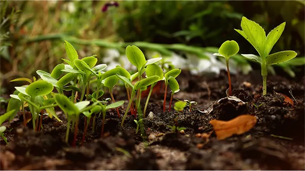 Jardinage et permaculture : les légumes racines