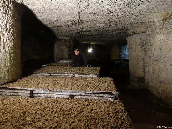 Visitez la champignonnière d'Orbec !