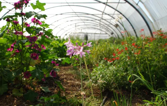 L'Explorateur : Le Champ des comestibles - Des fleurs dans votre assiette !