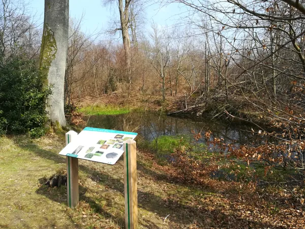 [Sortie Nature] Mares en forêt d'Arques