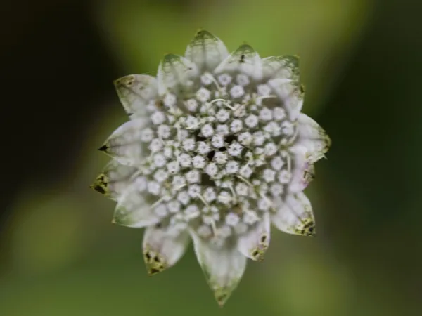 Masterclass photo : Photo macro