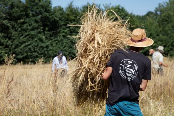 Moissons participatives paysanes