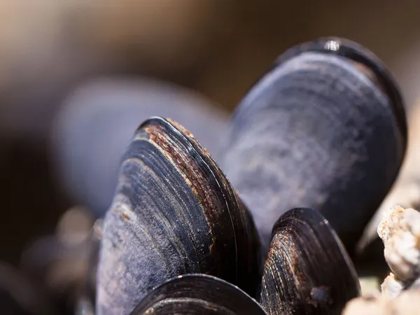 Fêtes des moules