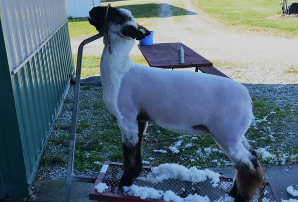 Atelier tonte de mouton