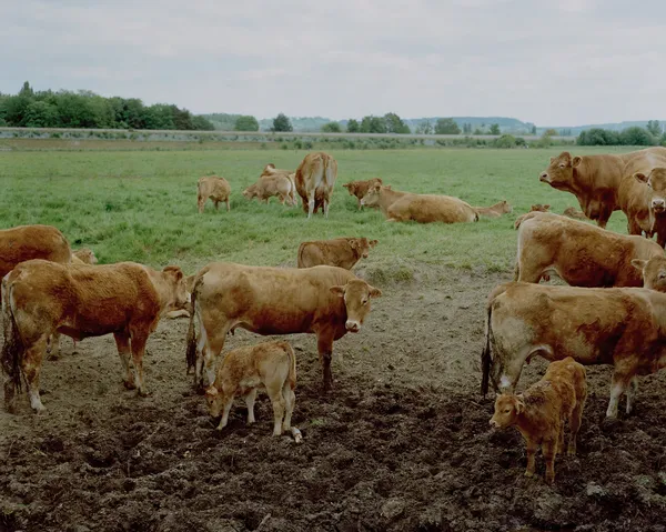 Exposition | Cambrousse, photographie et ruralité