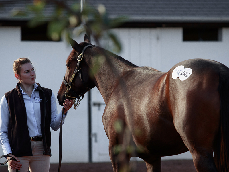Vente aux enchères de chevaux : Vente de Yearlings de novembre