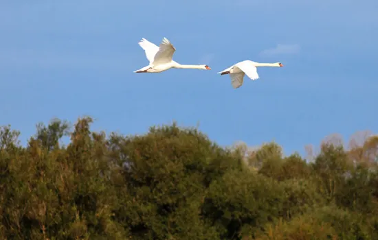 Sortie nature : Découverte de la réserve à l'heure de la migration