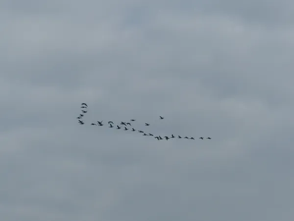 Balade nature "La migration"