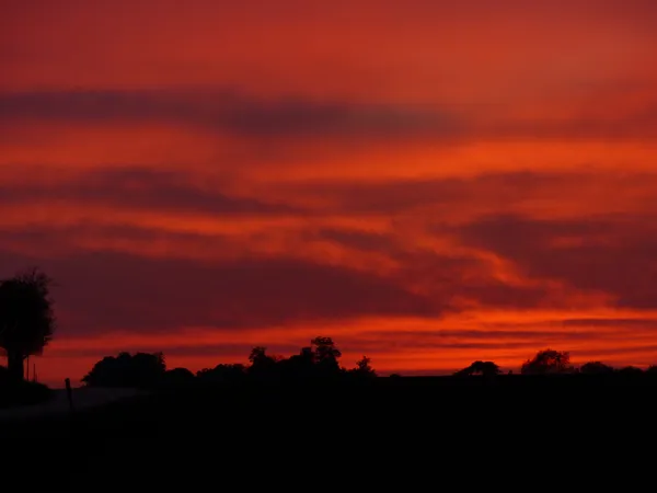 Les oiseaux au crépuscule