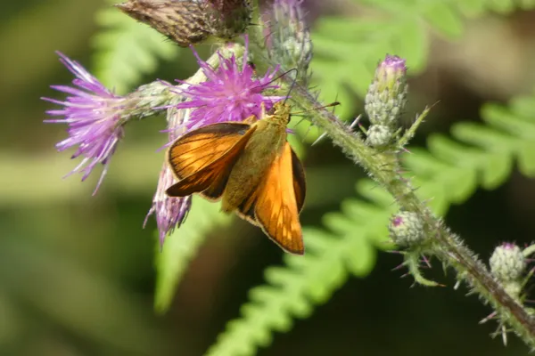 Rendez-vous nature  : À la découverte des papillons de la Réserve de Bresolettes