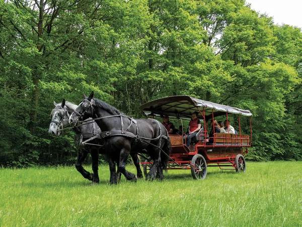 Promenade en attelage au Haras du Pin