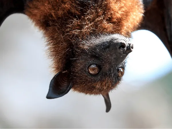 Patrimoine et chauve-souris