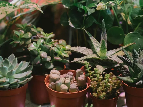 22ème Bourse aux plantes