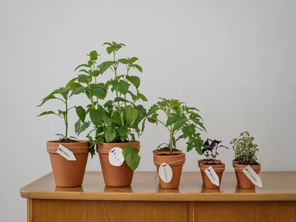 Foire aux plantes