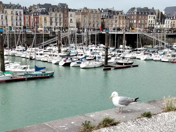 [Sortie nature] Balade nature sur le port de Dieppe