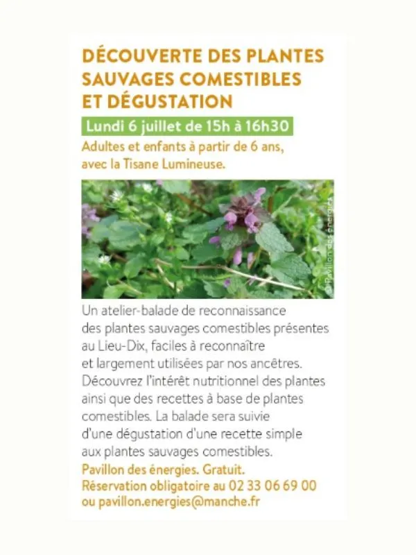 Découverte des plantes sauvages comestibles et dégustation