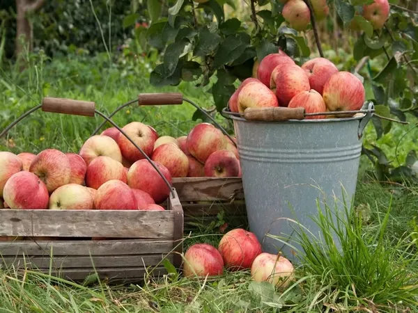 Salon Saveurs d'Automne - Livarot