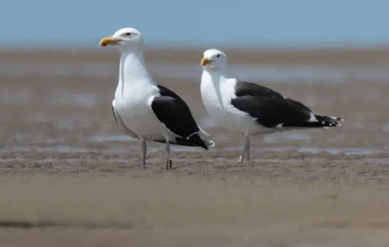 Sortie nature : La vie des goélands, entre ville et nature