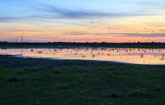 Sortie nature : Le marais au crépuscule