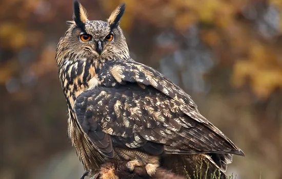 Sortie nature : Sur les traces du Grand-Duc d'Europe