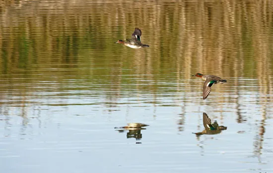 Sortie nature : Les Oiseaux nicheurs des bassins d'Octeville sur mer