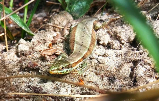 Mercredi nature de l'été : Les reptiles de la réserve