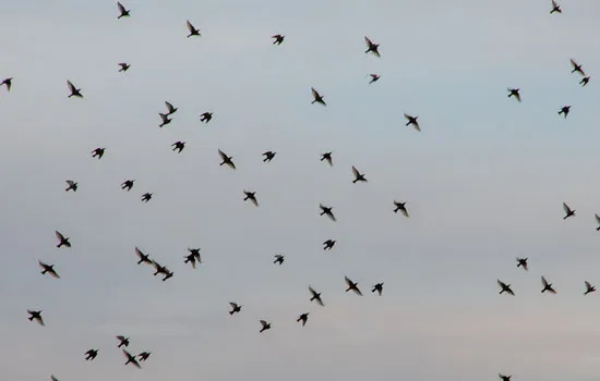 Sortie nature : Suivi de la migration