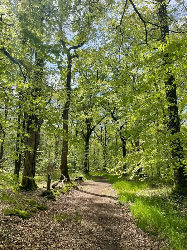 Sophro'balade au bois d'Ardennes