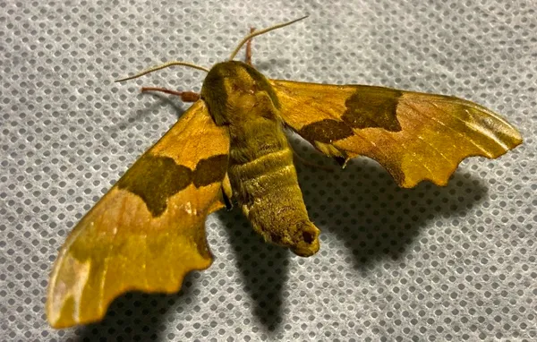 Papillons nocturnes à la réserve naturelle de Mathon