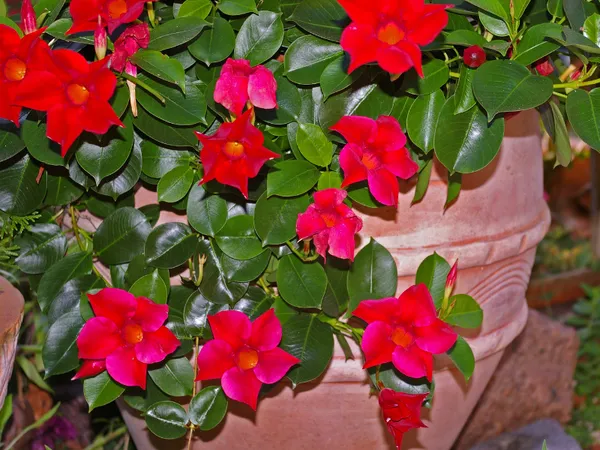 Troc aux plantes