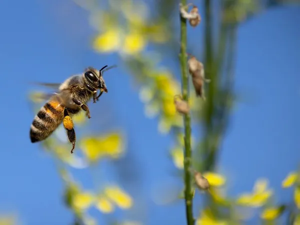 Le monde des abeilles
